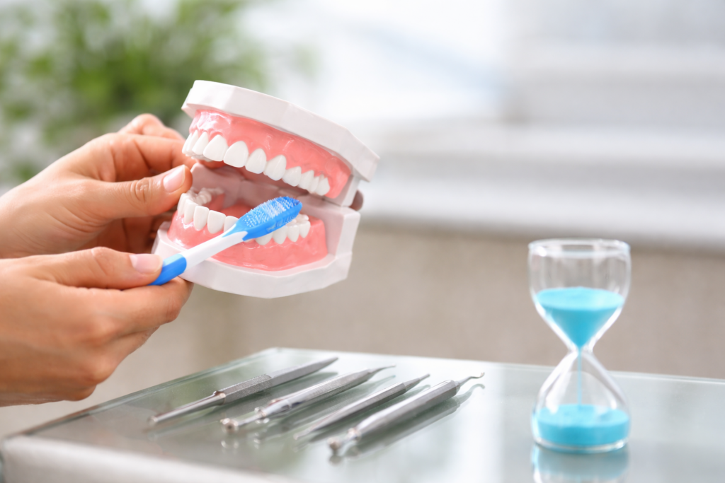 Zahnpflege und Prophylaxe mit Modellgebiss